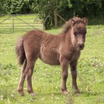 poni